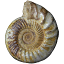 ammonite_old